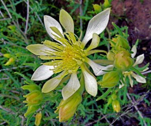 Adonis blazing star (Mentzelia multiflora)
