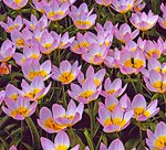 Tulip bakeri ‘Lilac Wonder’