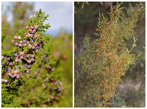 One-seeded juniper female berries (left) and male cones (right)