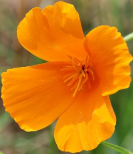 California poppy  Eschscholzia californica