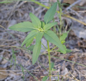 Euphorbia davidii (Toothed poinsettia) by Janice Tucker