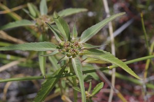 Euphorbia davidii (Toothed poinsettia) by Janice Tucker