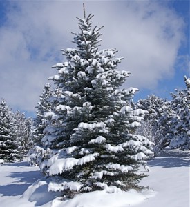 Image of Blue spruce tree in winter
