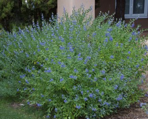 Image of Blue Mist Spirea (Caryopteris incana) shrub