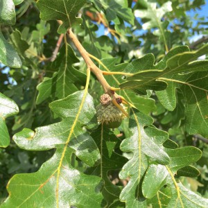 Quercus gambelii Gambel oak acorn Janice Tucker