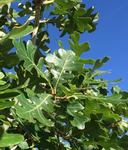 Gambel oak leaves Janice Tucker