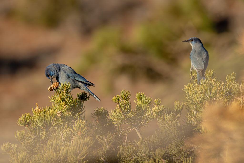 Pinyon jay feeding on young pinon pine cone. © Christina M. Selby Photography