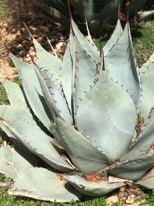 Agave parryi (Photo by Joan Grabel)
