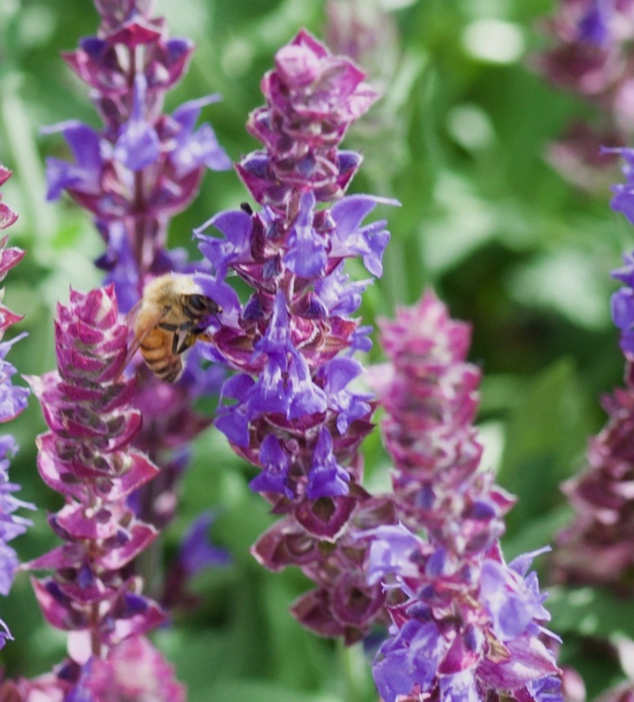Bee on blue salvia (Photo by Janice Tucker).