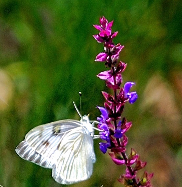 Checkered white butterfly on blue salvia