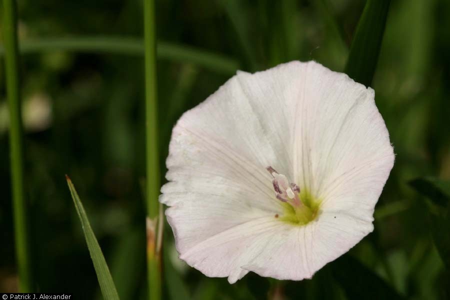 Convolvulus arvensis photo by Patrick J. Alexander, hosted by the USDA-NRCS PLANTS Database