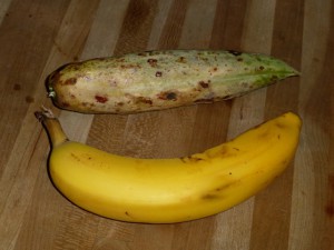 d-salmn_an-yucca-baccata-fruit-w-banana-photo-waterwisegardening-com