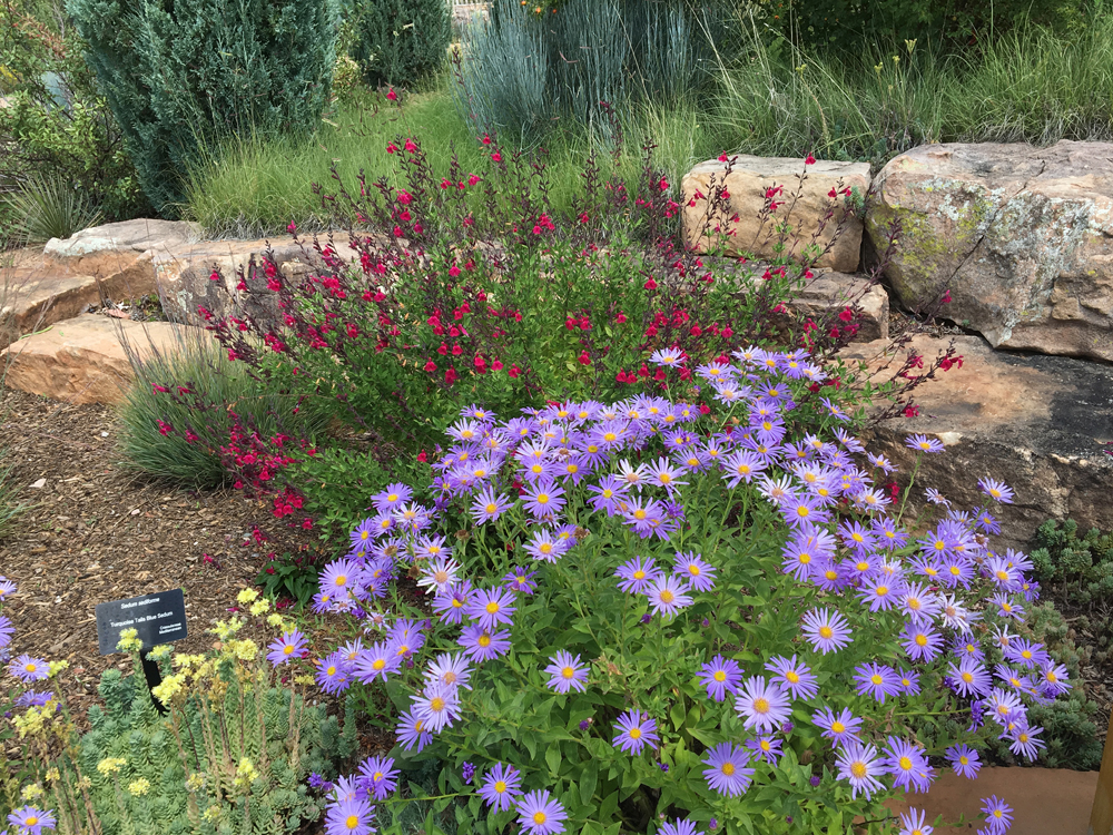 Salvia, Aster, and sundrops
