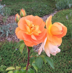 ‘Pat Austin’ rose (photo by Joan Grabel)