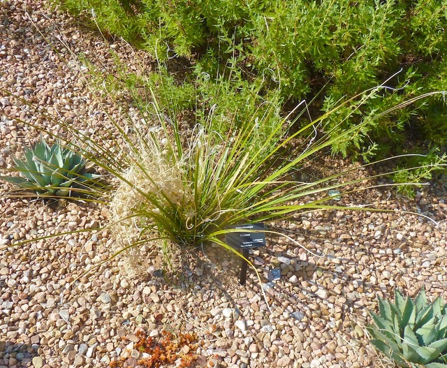 APRIL : Nolina species : Nolina microcarpa – Santa Fe Botanical Garden