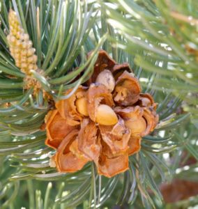 Pinus edulis PINYON PINE Seeds!