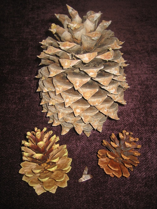 botanical dyeing with ponderosa pine cones