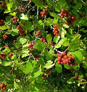 Red, tart berries of three-leaf sumac. Photo: Janice Tucker