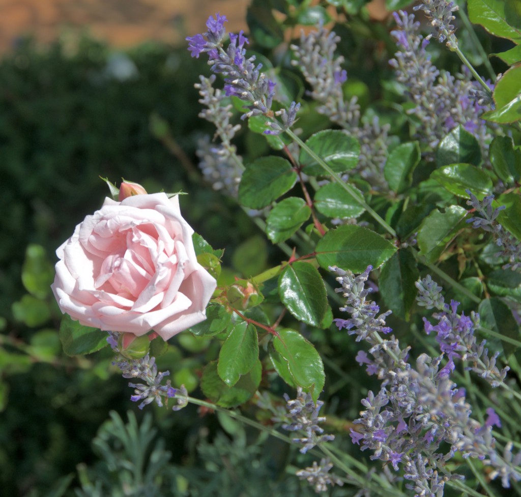 Rosa x 'New Dawn' climber 'New Dawn' Rose and lavender