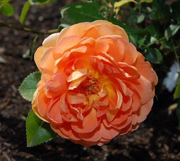 'Pat Austin' rose (photo by Andrea Multari)