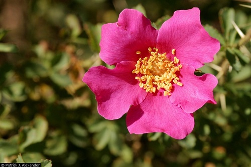 Rosa stellata