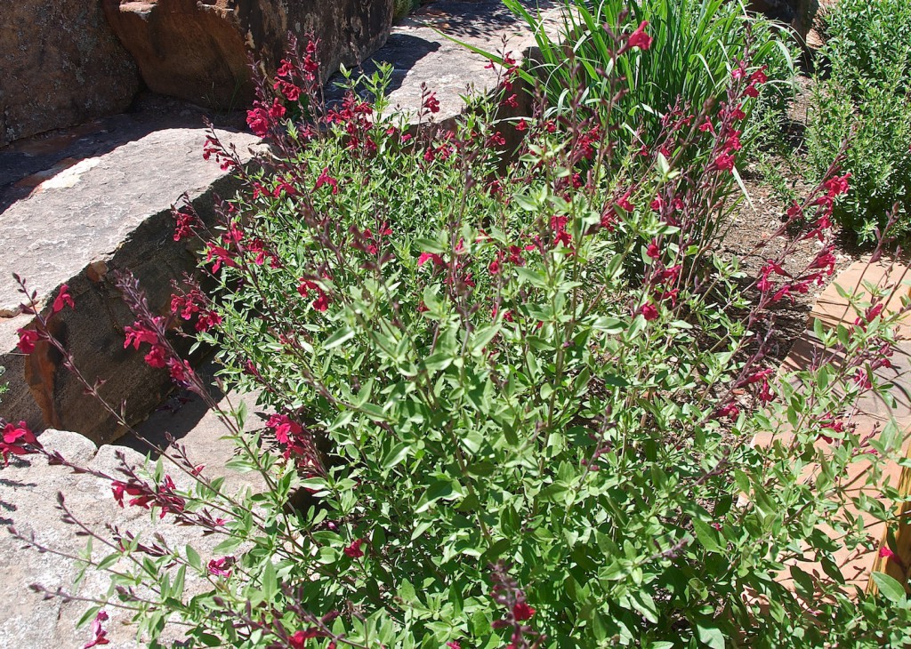 Salvia greggii 'Furman's Red' (Photo by Janice Tucker)