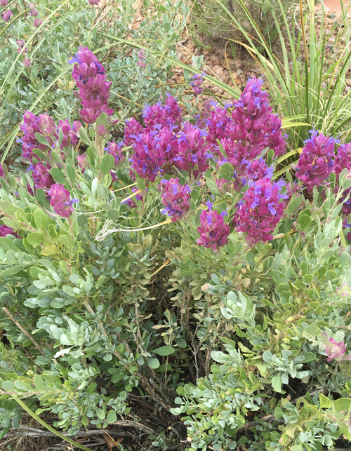 Salvia-pachyphylla-Mojave-sage-J-Grabel