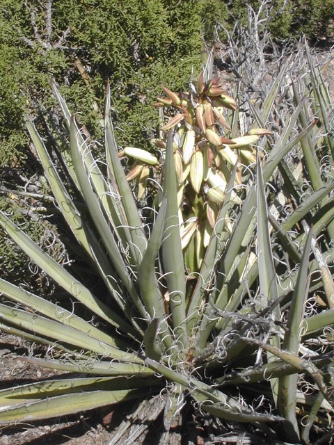 yucca-baccata-growth-habit-in-bloom-carl-troy