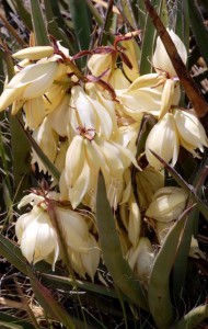 banana-yucca-close-up-bloom-j-tucker