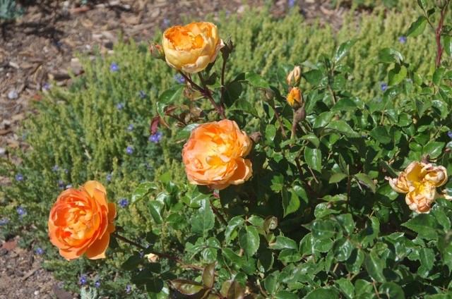 'Pat Austin' roses in full bloom at Santa Fe Botanical Garden at Museum Hill (photo by Janice Tucker).